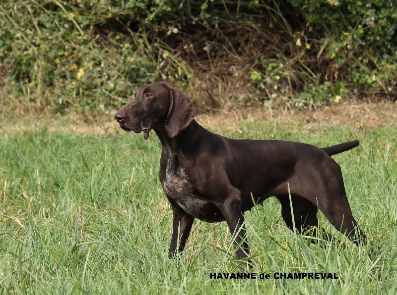 Havane brune de Champreval