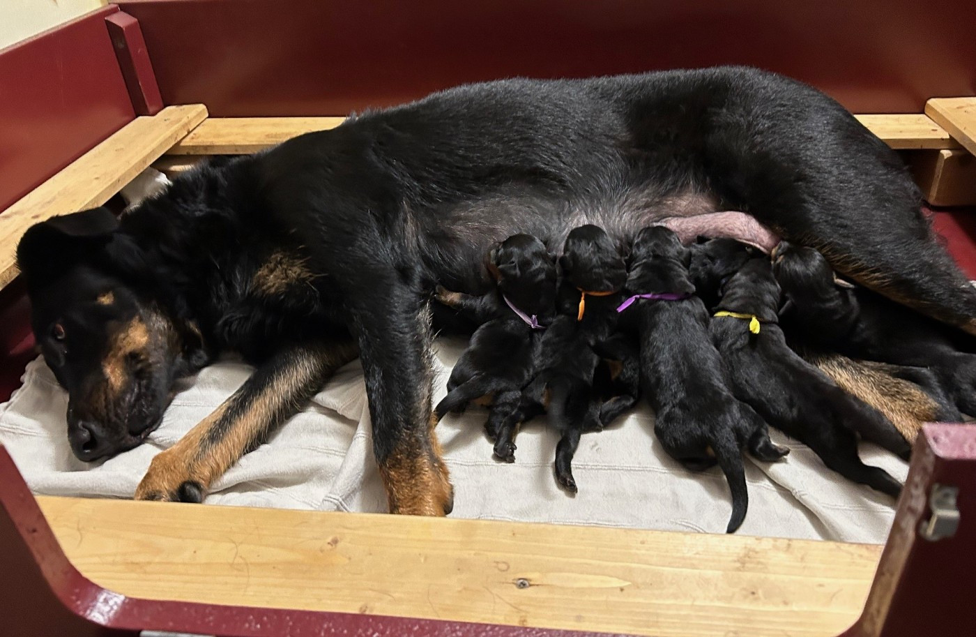 Les bébés sont nés le 5 décembre 2025