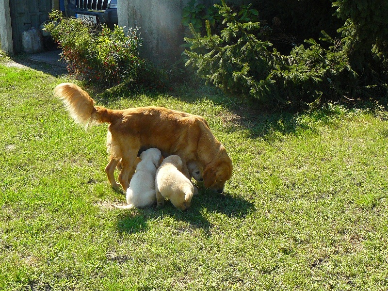 CHIOTS