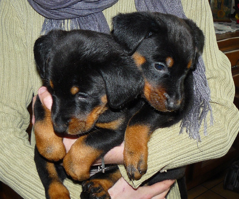 CHIOTS