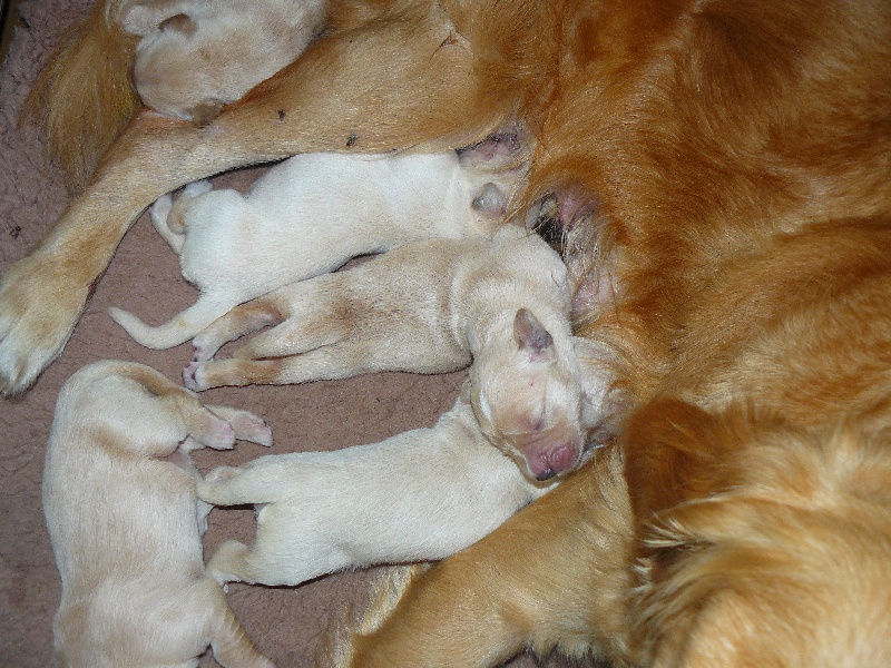 de Champreval - Golden Retriever - Portée née le 09/08/2009