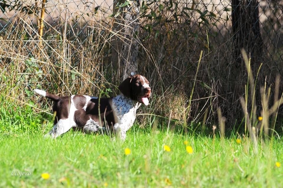 de Champreval - Chiots disponibles - Braque allemand à poil court